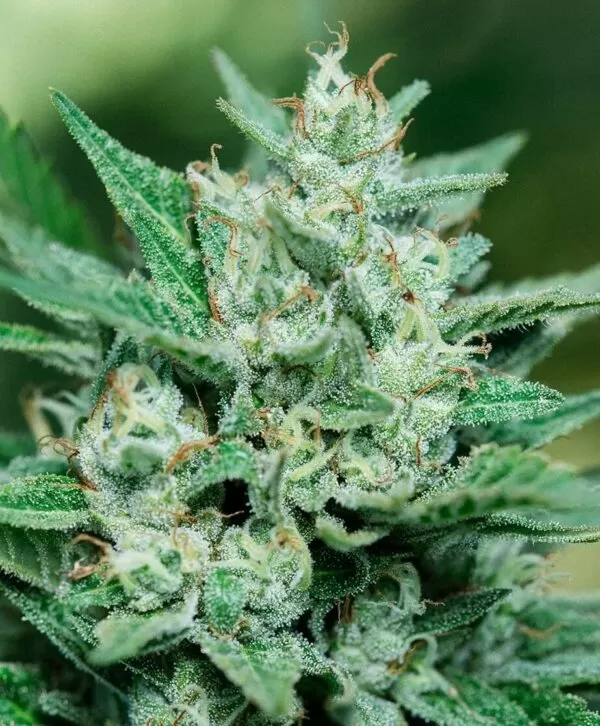 Papa Smurf feminized seeds