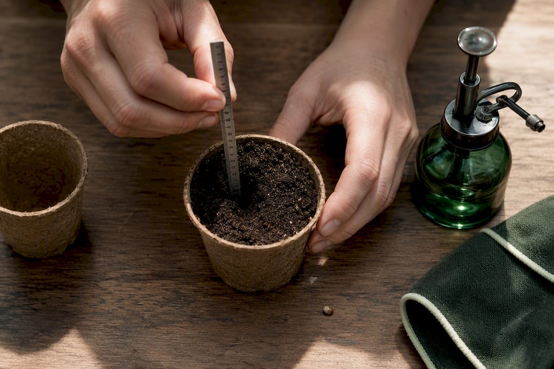 Beginners, Measure First: Plant Cannabis Seeds 6–13 Mm Deep Ruler Measuring A Small Seed Planting Hole
