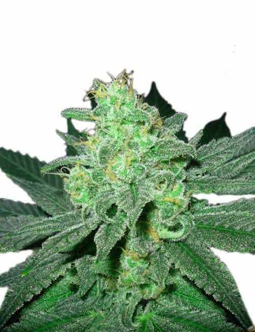 Verify The Coa: Myrcene Strains Often Exceed 20% For Medical Users Pineapple Express Strain Regular Seeds