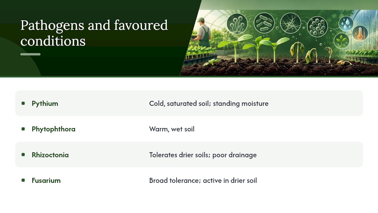 Growers: Checklist To Beat Seedling Damping Off, Seed Quality Proof Damping Off Pathogens And Favorable Conditions
