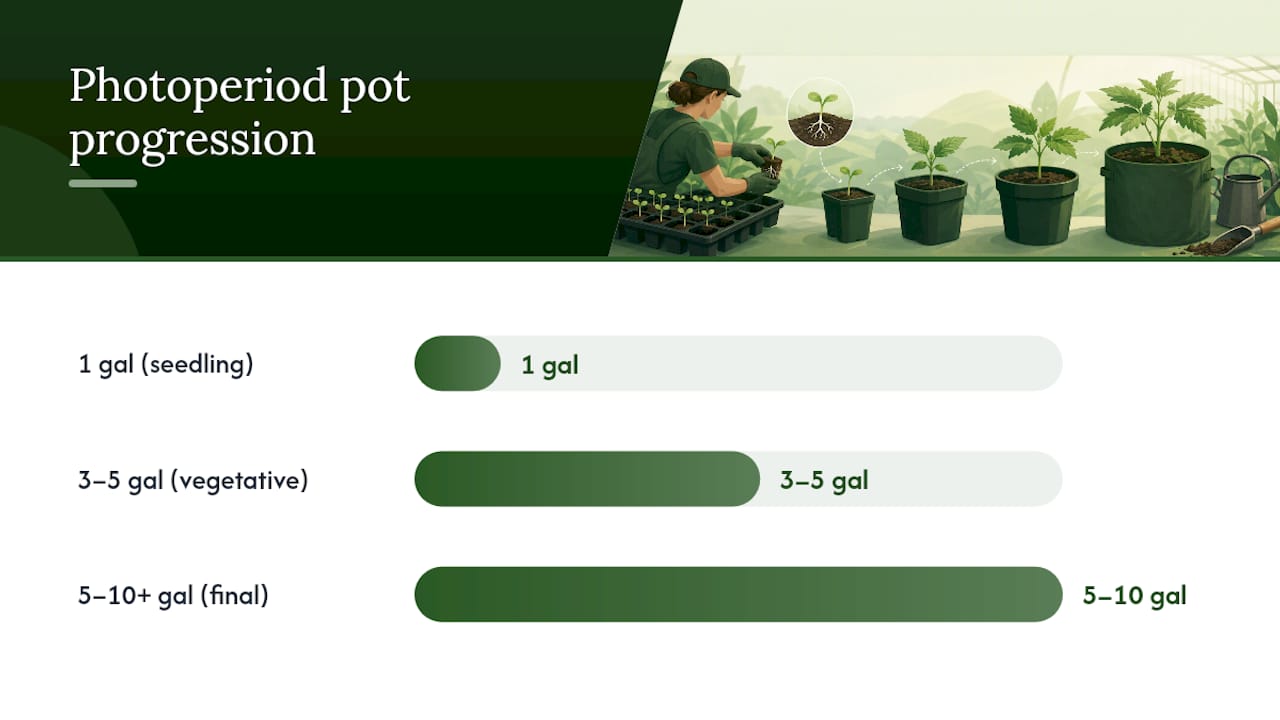 Growers: Move Seedlings When Roots Show And After 2 To 3 True Leaves Photoperiod Pot Size Progression Diagram
