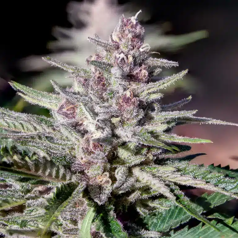 Mimosa Strain Feminized Seeds