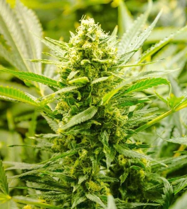 Lowryder Strain Feminized Seeds