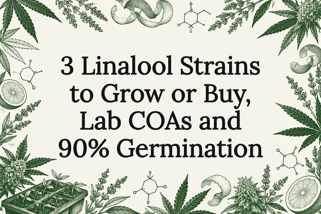 Linalool Strain Article Title Card