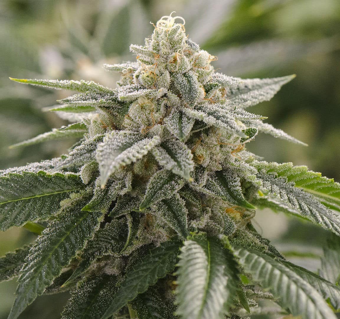 Citrus Cannabis Strains: Terpenes, Seeds And Grow Tips For Home Growers Super Lemon Haze Strain Autoflower Seeds