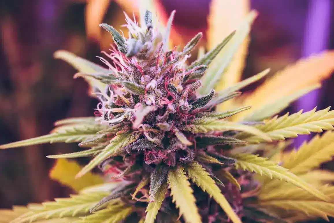 Seed Pharm'S Sog Picks: Biscotti, Maxigom, And Alpine Star Biscotti Strain Feminized Seeds