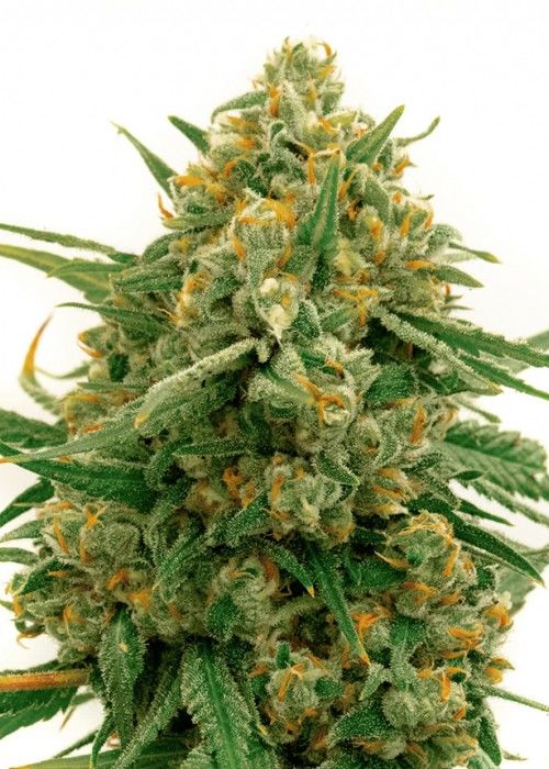 Seed Pharm'S Sog Picks: Biscotti, Maxigom, And Alpine Star Alpine Star Strain Cbd Seeds