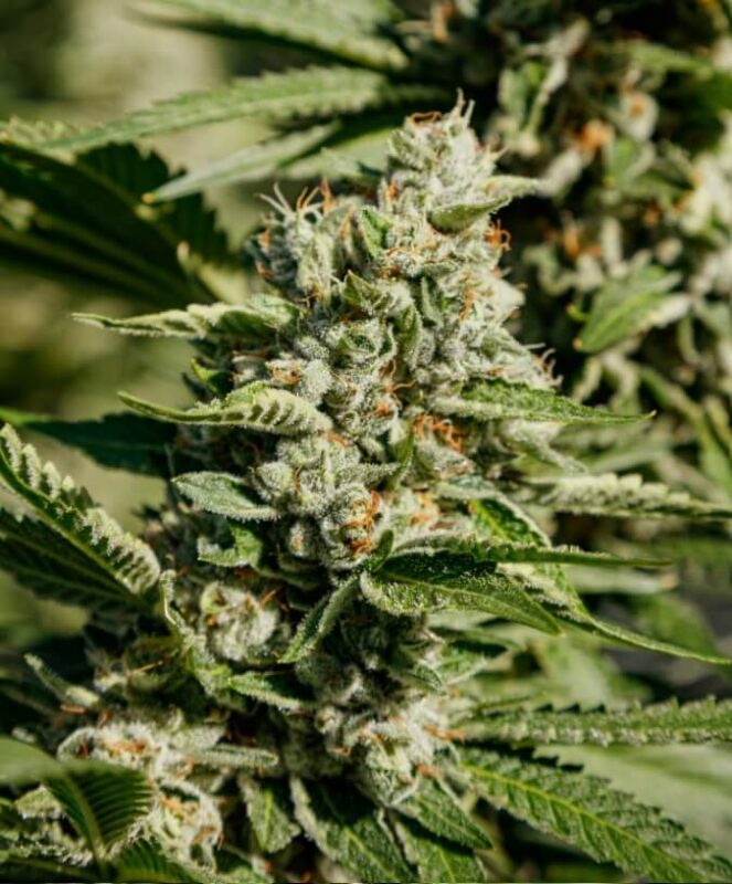 Gassy Cannabis Strains For Growers And Buyers: Verify With Coa Jet Fuel Strain Feminized Seeds