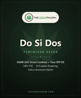 Do Si Dos Strain Feminized Seeds Pack Tile From The Seed Pharm