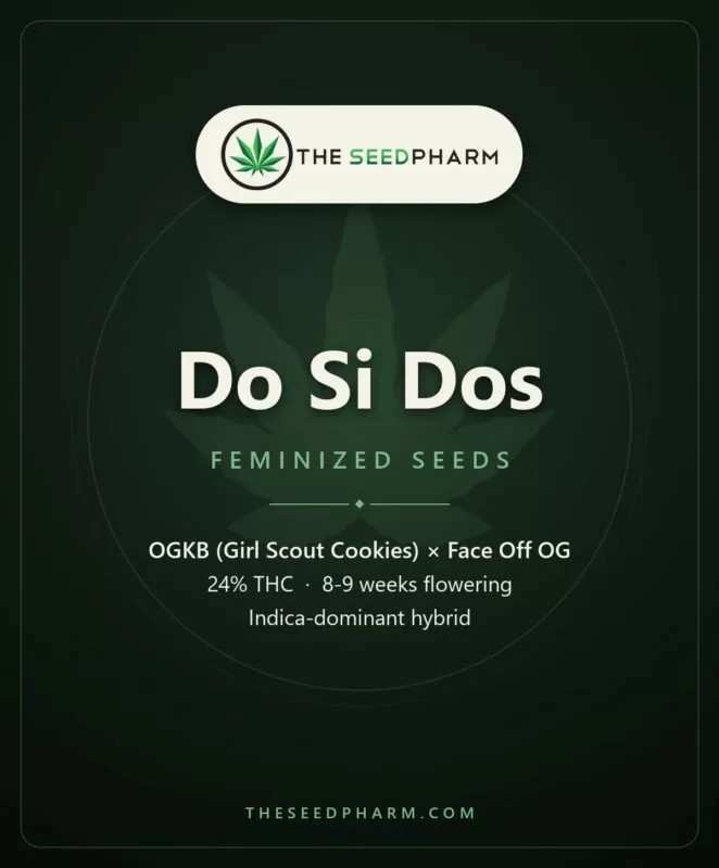 Do Si Dos Seeds: Genetics, Flowering Time &Amp; Grow Tips Do Si Dos Strain Feminized Seeds Pack Tile From The Seed Pharm