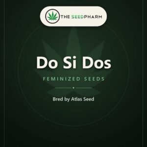 Do Si Dos Feminized Seeds, Bred By Atlas Seed