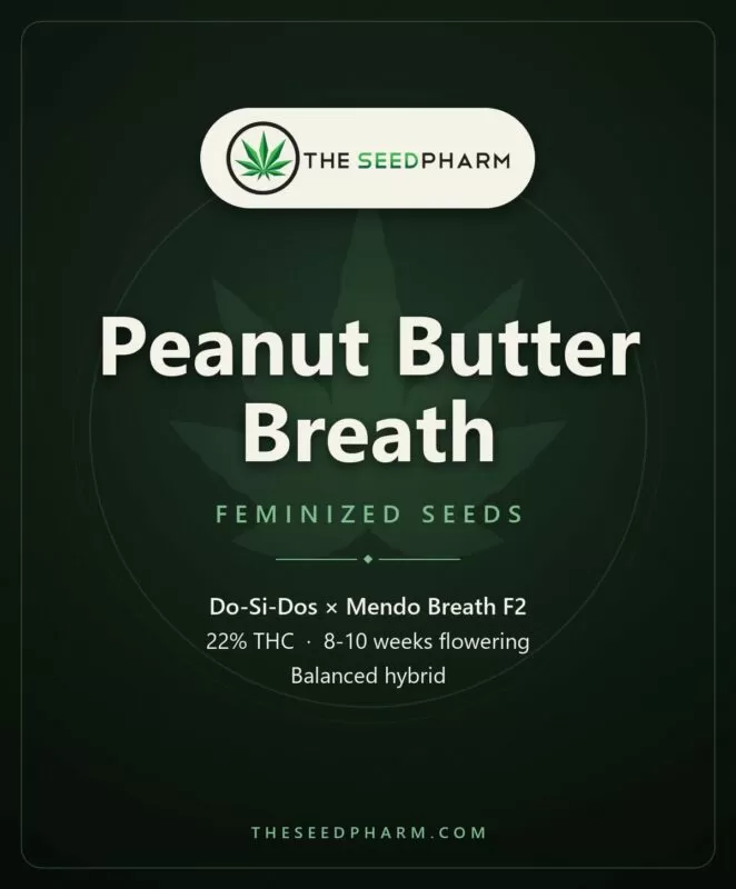 Peanut Butter Breath Seeds: Genetics &Amp; Grow Guide Peanut Butter Breath Strain Feminized Seeds Pack Tile From The Seed Pharm