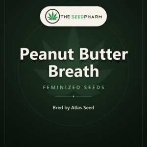 Peanut Butter Breath Feminized Seeds, Bred By Atlas Seed