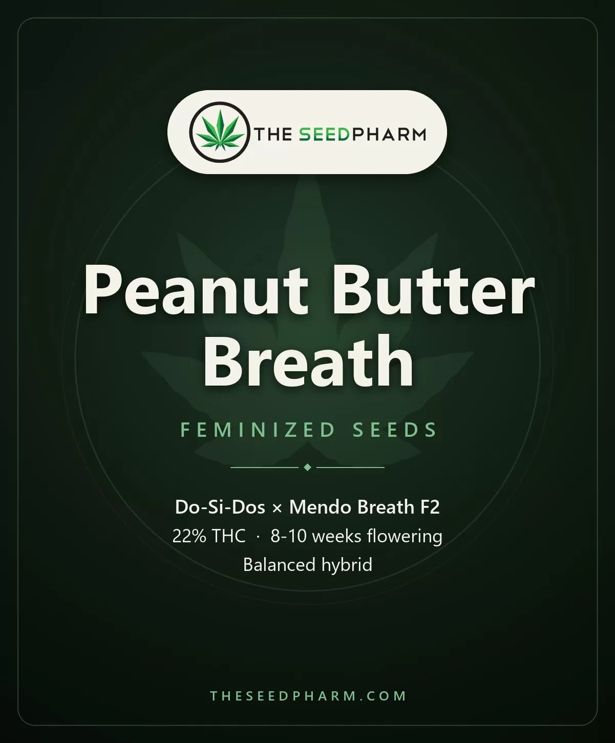 Peanut Butter Breath Strain Feminized Seeds Peanut Butter Breath Strain Feminized Seeds Pack Tile From The Seed Pharm