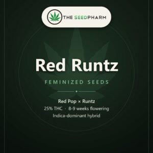 Red Runtz Strain Feminized Seeds Pack Tile From The Seed Pharm