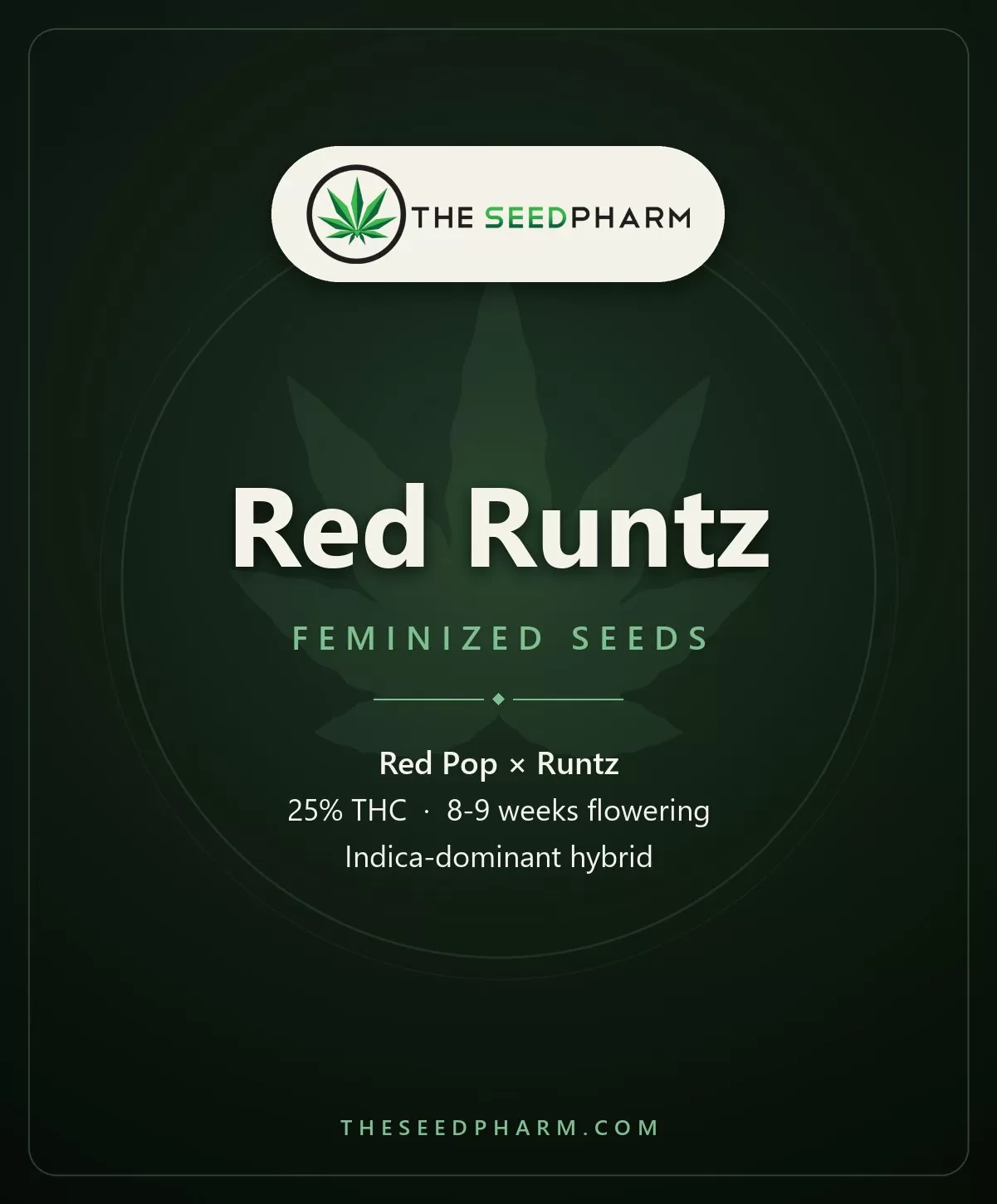 Red Runtz Strain Feminized Seeds Red Runtz Strain Feminized Seeds Pack Tile From The Seed Pharm