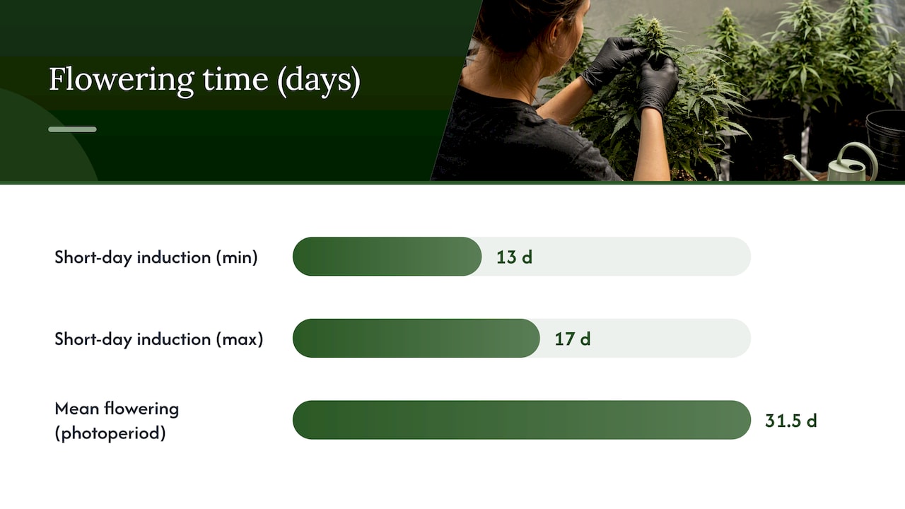 What Makes A Strain Flower Fast In The First Place? — Overview Diagram