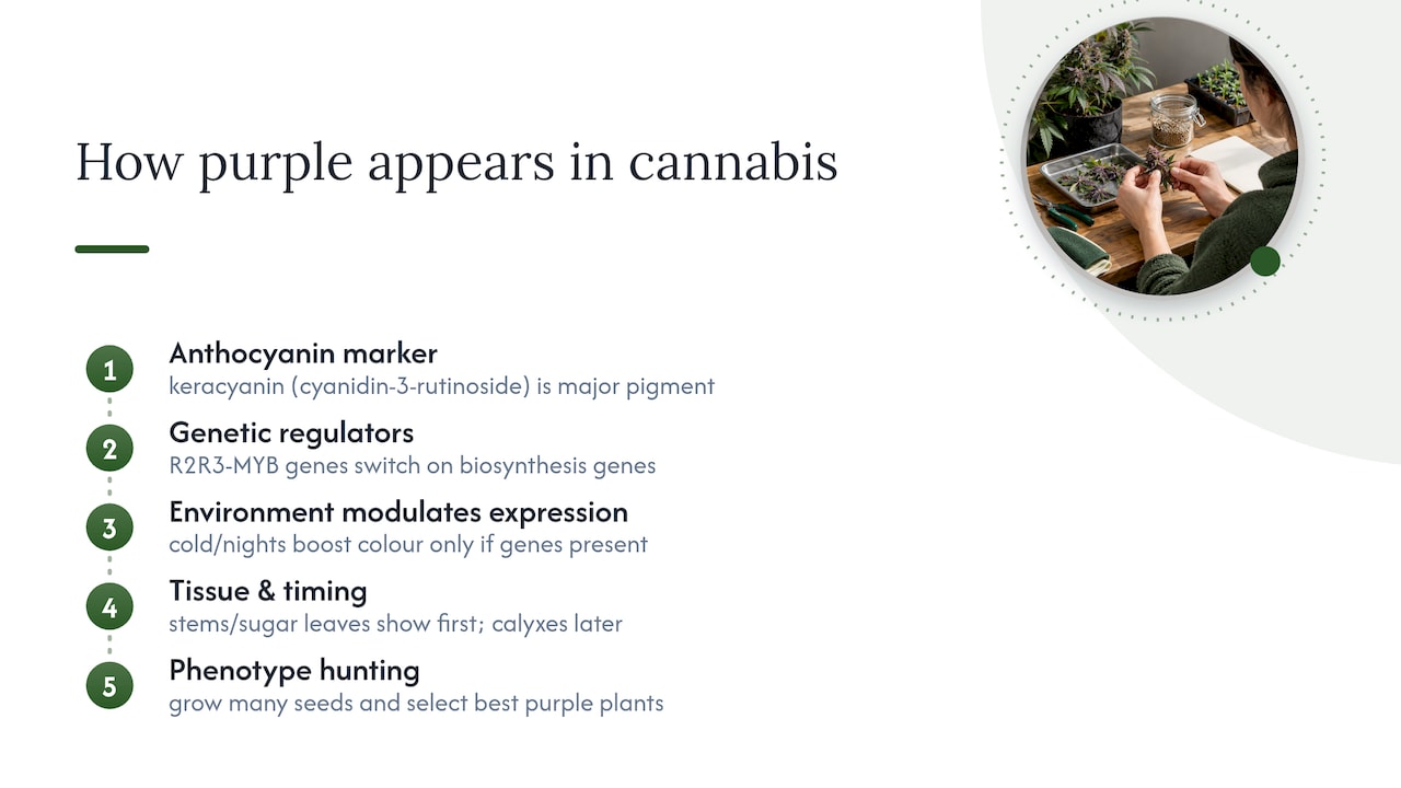 Growers: Purple Cannabis Strains Without Sacrificing Yield Or Potency 2. How Anthocyanins Turn Cannabis Plants Purple — Overview Diagram