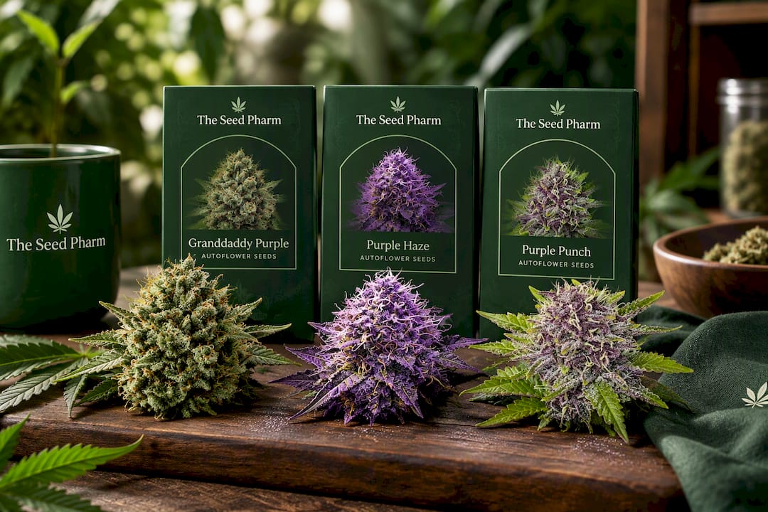 Growers: Purple Cannabis Strains Without Sacrificing Yield Or Potency Granddaddy Purple Strain Autoflower Seeds