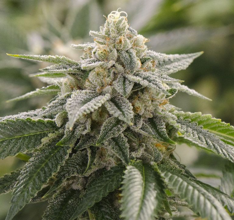 Start At 5 Mg: Clinical Reality Of 1:1 Balanced Thc And Cbd Super Lemon 1:1 Strain Cbd Seeds