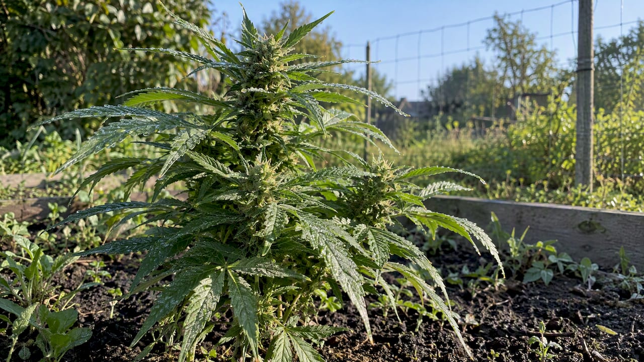 Autoflower Outdoor Growing: Start Only When Nights Stay Above 10°C Morning Dew On Outdoor Autoflower Leaves