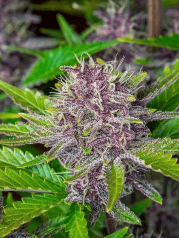 Purple Punch Strain Autoflower Seeds