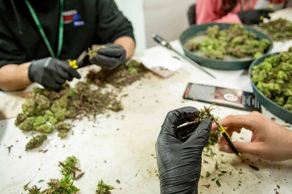 Drying And Curing Marijuana 1