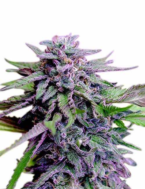 Granddaddy Purple Marijuana Seeds | Free Shipping | The Seed Pharm