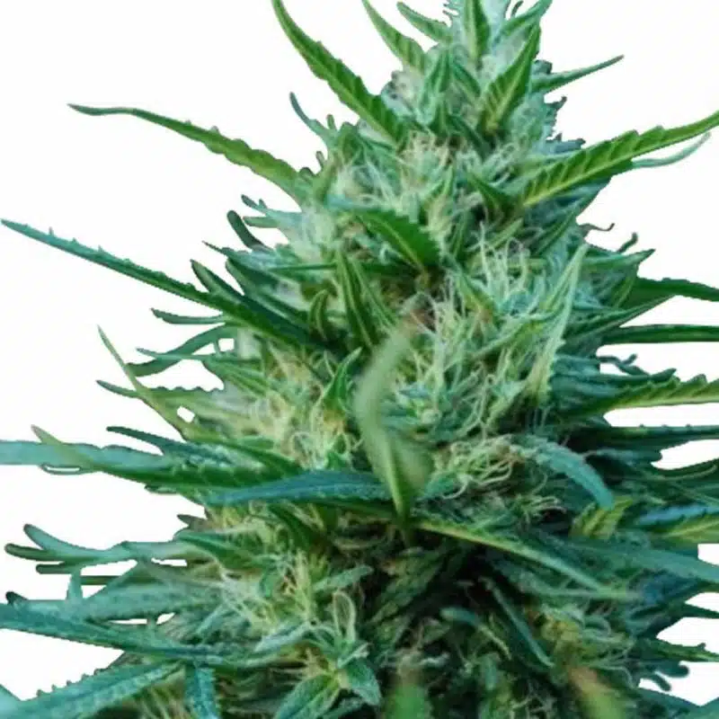 Tips And Tricks To Grow Marijuana From Og Kush Seeds Og Kush Marijuana Seeds 1