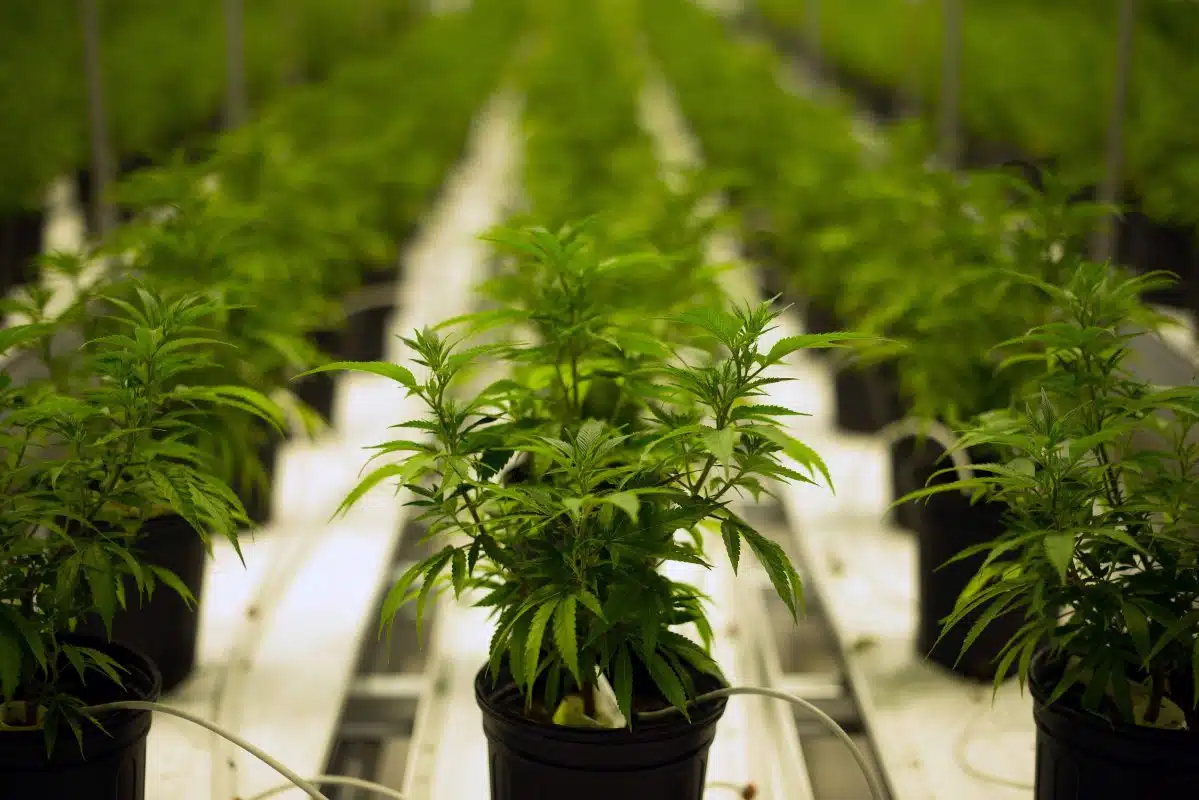Beginners Guide To Growing Marijuana The Seed Pharm Marijuana Seeds For Sale Auto Flowering Scaled
