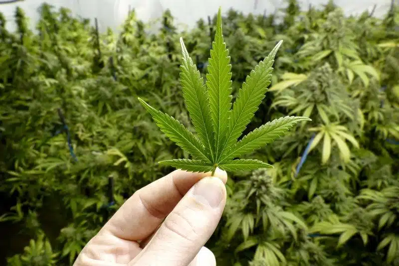 Marijuana Effects On Body And Mind The Seed Pharm Marijuana Seeds For Sale Growing