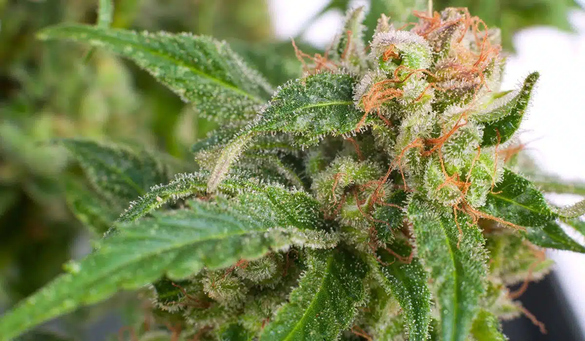 Cannabis Plants Spotted Growing At Vancouver City Hall The Seed Pharm Marijuana Seeds For Sale